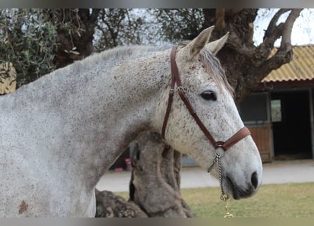 Koń hiszpański sport, Wałach, 12 lat, 167 cm, Siwa