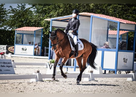 Koń hiszpański sport, Wałach, 14 lat, 164 cm, Gniada