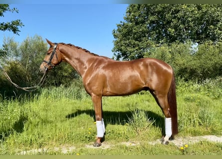 Koń hiszpański sport, Wałach, 4 lat, 159 cm, Kasztanowata