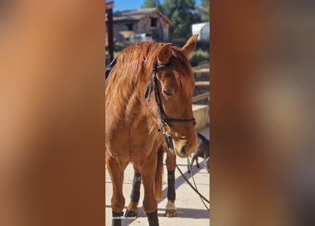 Koń hiszpański sport Mix, Wałach, 5 lat, 145 cm, Kasztanowata