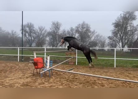 Koń hiszpański sport, Wałach, 6 lat, 174 cm, Siwa