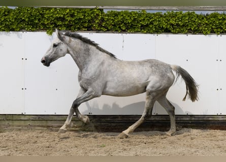 Koń holsztyński, Klacz, 10 lat, 157 cm, Siwa