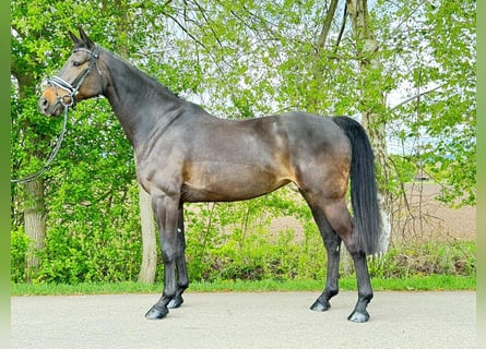 Koń holsztyński, Klacz, 10 lat, 165 cm, Ciemnogniada
