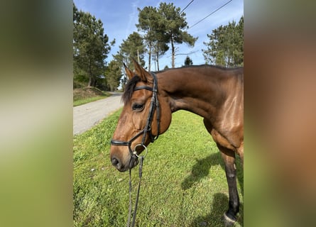 Koń holsztyński, Klacz, 10 lat, Ciemnogniada