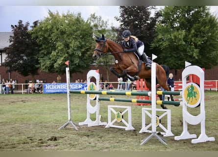 Koń holsztyński, Klacz, 11 lat, 166 cm, Gniada