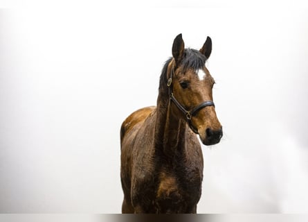 Koń holsztyński, Klacz, 12 lat, 168 cm, Gniada
