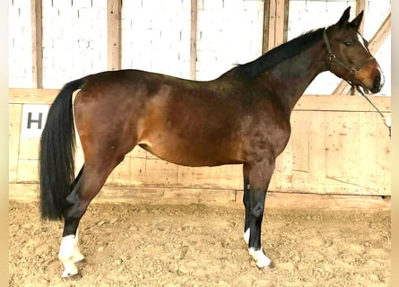 Koń holsztyński, Klacz, 12 lat, 173 cm, Gniada