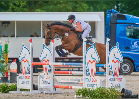 Koń holsztyński, Klacz, 12 lat, Gniada