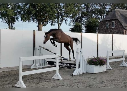 Koń holsztyński, Klacz, 15 lat, 166 cm, Gniada