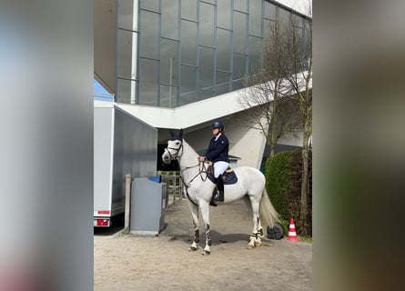 Koń holsztyński, Klacz, 15 lat, 168 cm, Siwa