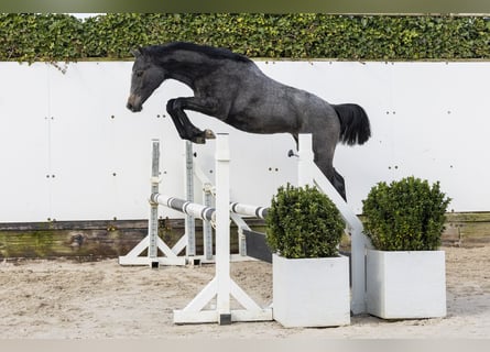 Koń holsztyński, Klacz, 1 Rok, 144 cm, Siwa