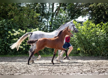 Koń holsztyński, Klacz, 1 Rok, 168 cm, Gniada