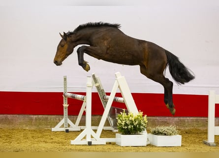 Koń holsztyński, Klacz, 2 lat, 156 cm, Gniada