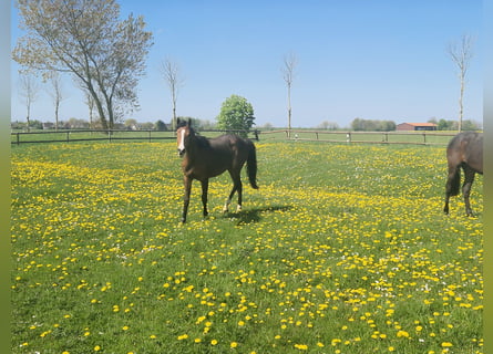 Koń holsztyński, Klacz, 2 lat, Gniada