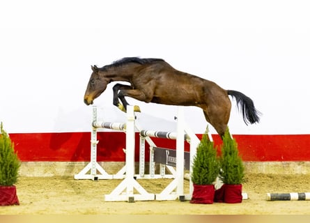 Koń holsztyński, Klacz, 3 lat, 155 cm, Ciemnogniada