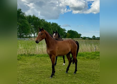 Koń holsztyński, Klacz, 3 lat, 160 cm, Jasnogniada