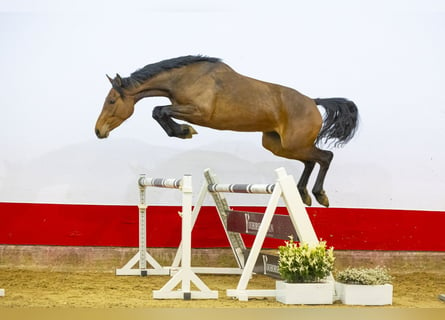 Koń holsztyński, Klacz, 3 lat, 166 cm, Gniada
