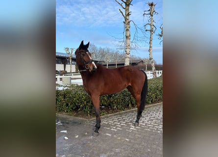 Koń holsztyński, Klacz, 4 lat, 160 cm, Gniada