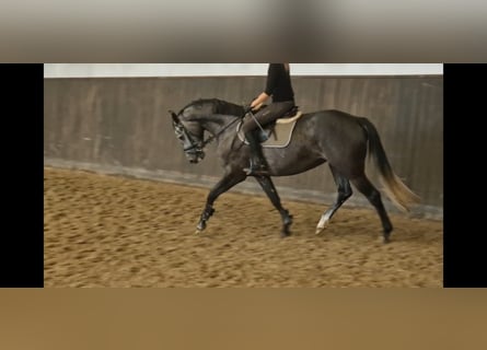 Koń holsztyński, Klacz, 4 lat, 165 cm, Siwa