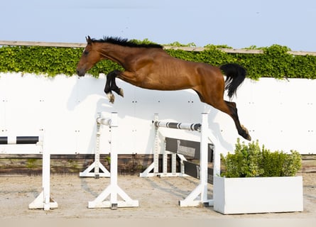 Koń holsztyński, Klacz, 4 lat, 166 cm, Gniada