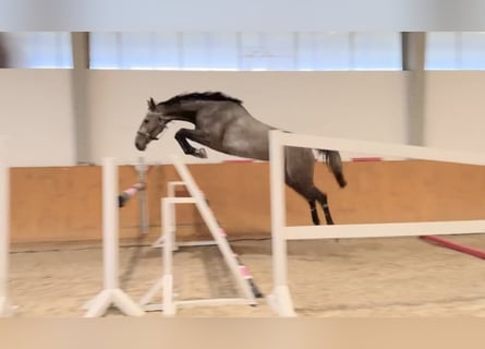 Koń holsztyński, Klacz, 4 lat, 168 cm, Siwa