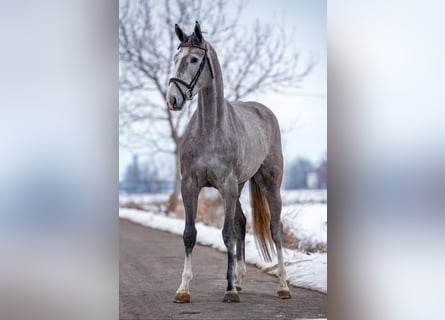 Koń holsztyński, Klacz, 4 lat, 172 cm, Siwa