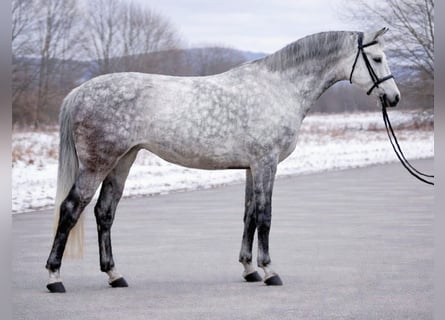 Koń holsztyński, Klacz, 5 lat, 158 cm, Siwa