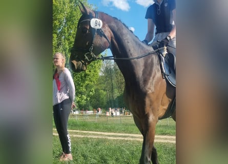 Koń holsztyński, Klacz, 5 lat, 160 cm, Gniada