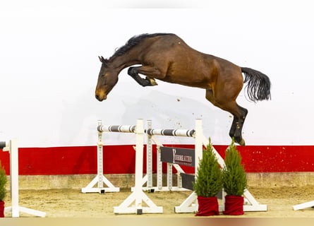 Koń holsztyński, Klacz, 5 lat, 164 cm, Ciemnogniada