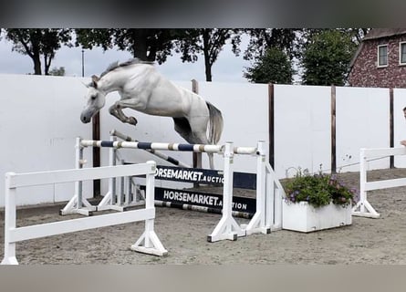 Koń holsztyński, Klacz, 5 lat, 164 cm, Siwa