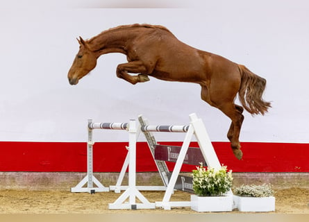 Koń holsztyński, Klacz, 5 lat, 166 cm, Kasztanowata