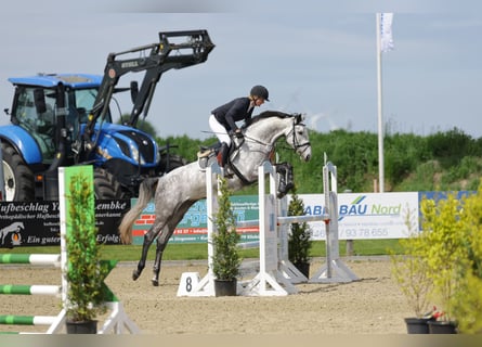 Koń holsztyński, Klacz, 5 lat, 169 cm, Siwa