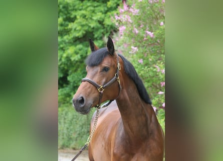 Koń holsztyński, Klacz, 5 lat, 171 cm, Gniada