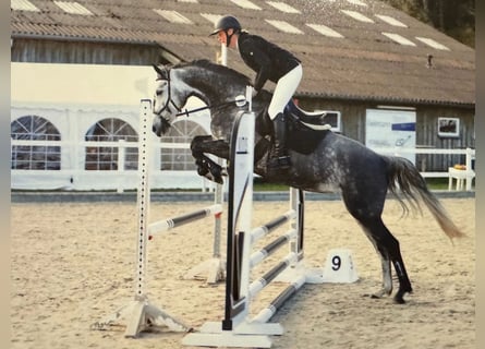 Koń holsztyński, Klacz, 6 lat, 165 cm, Siwa