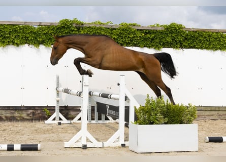 Koń holsztyński, Klacz, 6 lat, 166 cm, Ciemnogniada
