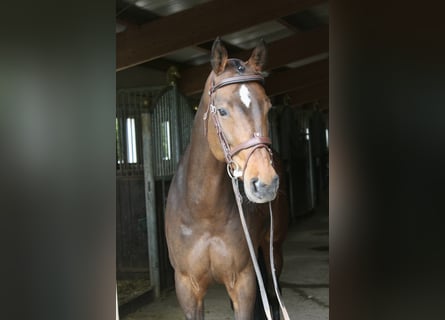 Koń holsztyński, Klacz, 6 lat, 168 cm, Gniada