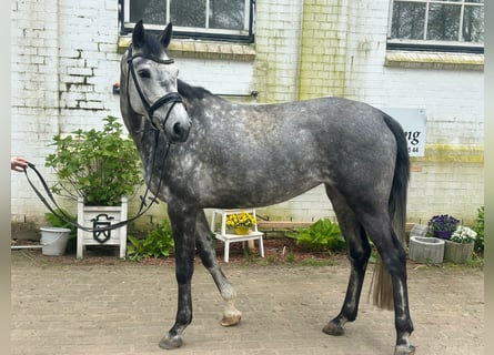 Koń holsztyński, Klacz, 6 lat, 168 cm, Siwa jabłkowita