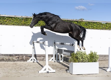 Koń holsztyński, Klacz, 6 lat, 168 cm, Skarogniada