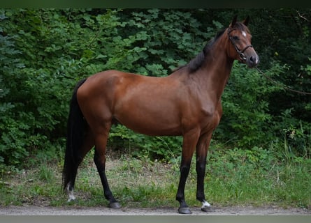Koń holsztyński, Klacz, 6 lat, 170 cm, Gniada