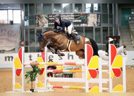 Koń holsztyński, Klacz, 6 lat, 170 cm, Gniada