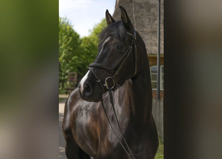 Koń holsztyński, Klacz, 6 lat, 170 cm, Kara