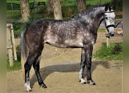 Koń holsztyński, Klacz, 6 lat, 170 cm, Siwa