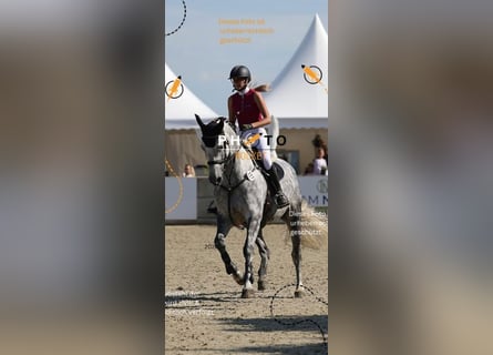 Koń holsztyński, Klacz, 6 lat, 175 cm, Siwa jabłkowita