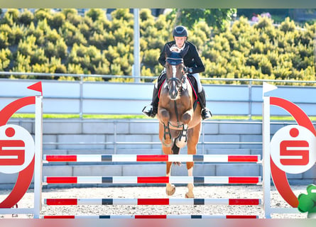 Koń holsztyński, Klacz, 6 lat, Ciemnokasztanowata