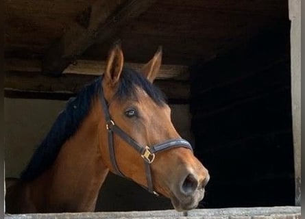 Koń holsztyński, Klacz, 7 lat, 167 cm, Gniada