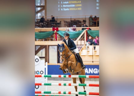 Koń holsztyński, Klacz, 7 lat, 167 cm, Kasztanowata