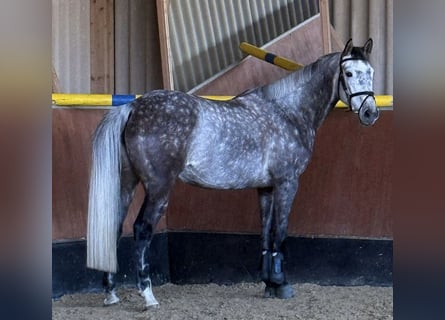 Koń holsztyński, Klacz, 7 lat, 167 cm, Siwa