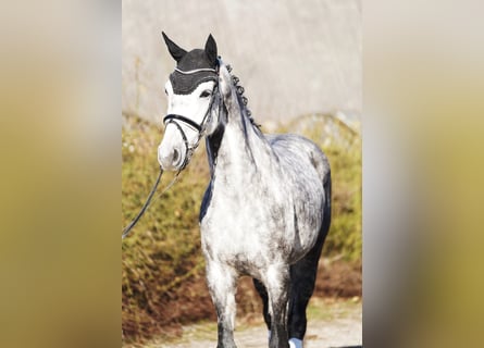 Koń holsztyński, Klacz, 7 lat, 168 cm, Siwa