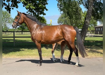 Koń holsztyński, Klacz, 7 lat, 169 cm, Gniada