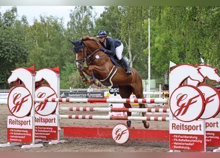 Koń holsztyński, Klacz, 7 lat, 173 cm, Kasztanowata